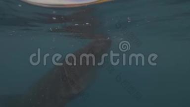 鲸鲨在蓝色的海水中游泳，吃饲料水线视图。 水下拍摄透明鲸鲨